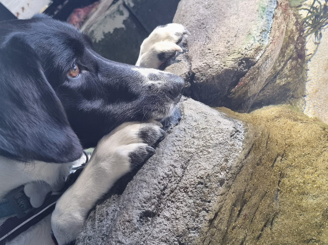 Marine Discovery Centre & Whitby Lobster Hatchery-惠特比必去景点