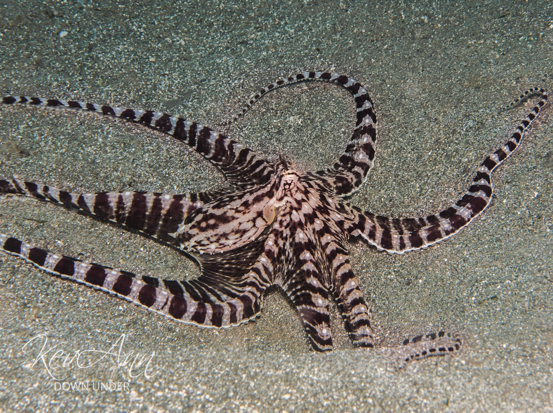 Bahura Dive Siquijor