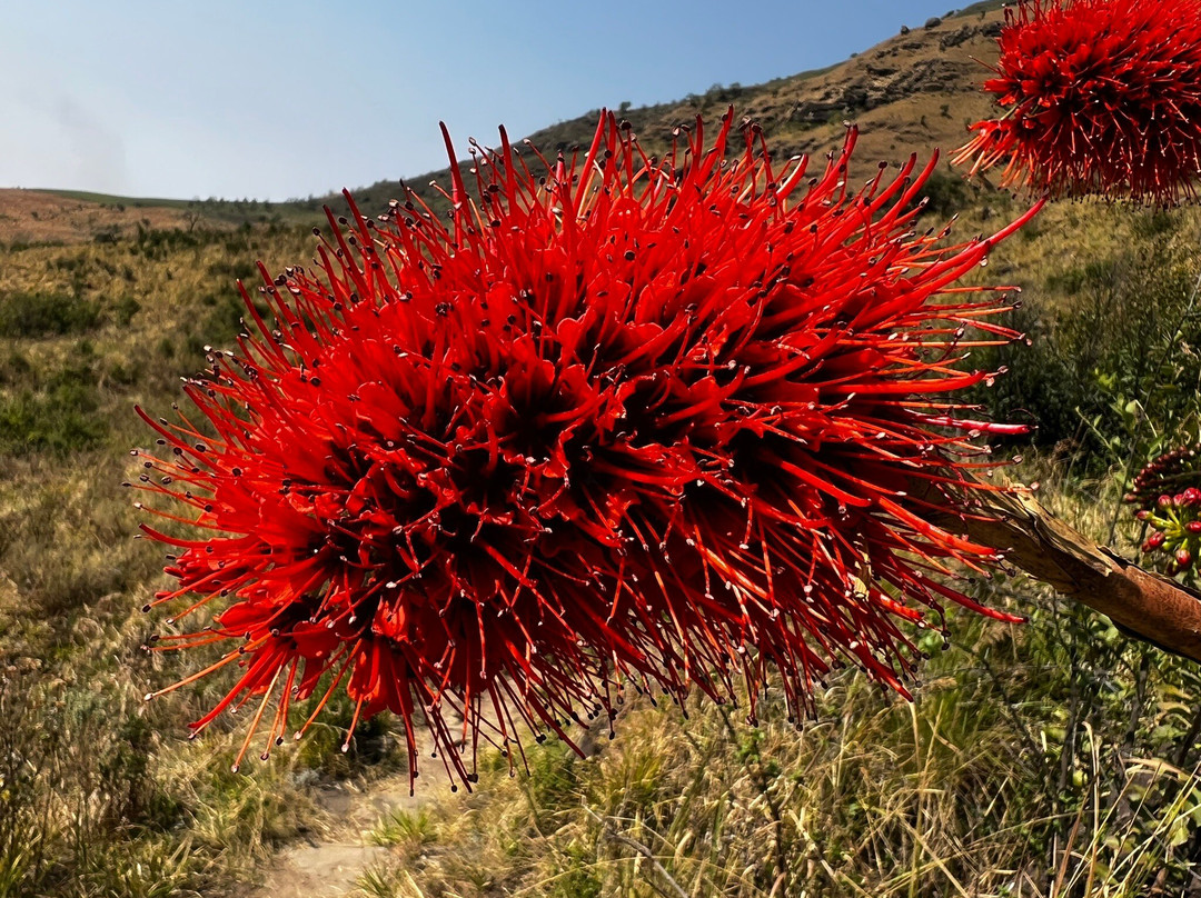 Monks Cowl-德拉肯斯堡地区必去景点
