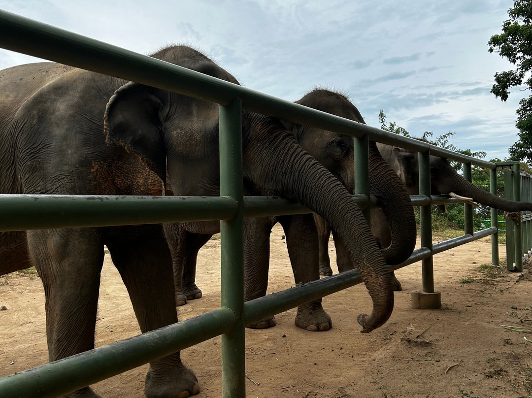 Samui Elephant Sanctuary-波普特必去景点