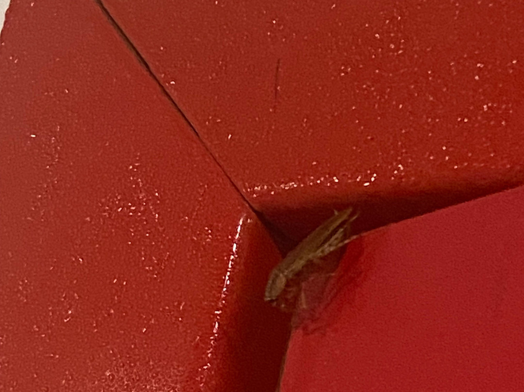 Ramada Encore By Wyndham Aguascalientes主图