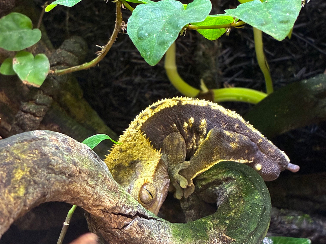 Insectarium de Lizio-Lizio必去景点