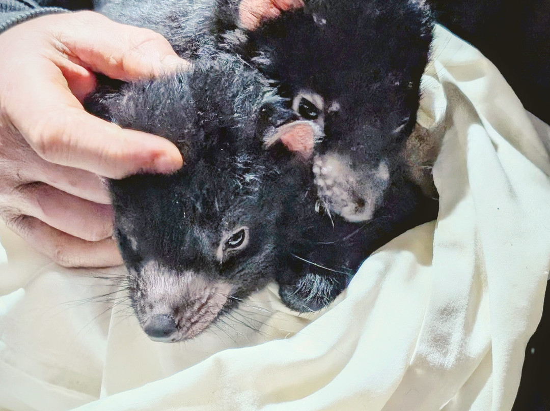 袋獾摇篮山-Cradle Mountain必去景点