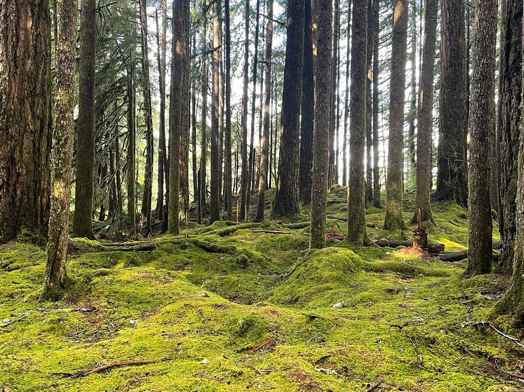 Ancient Groves Trail-安吉利斯港必去景点