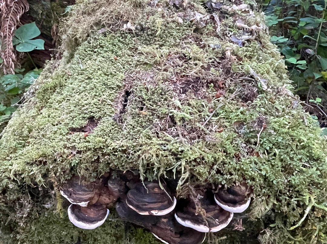 Quinault Rain Forest-奥林匹克国家公园必去景点