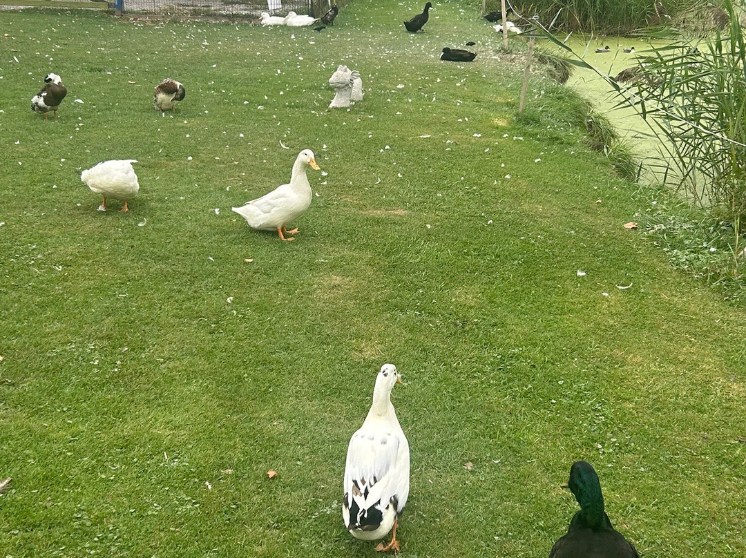 Triple C Farm-安卡斯特必去景点