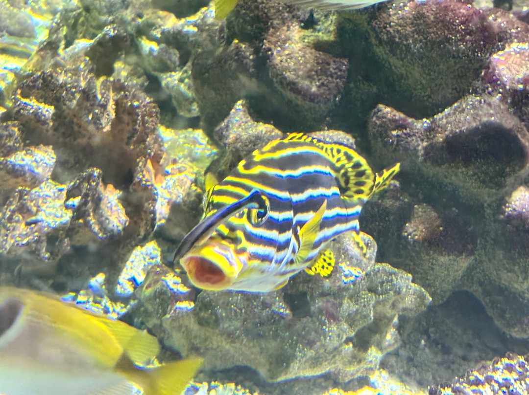 Blue Planet Aquarium-埃尔斯米尔港必去景点