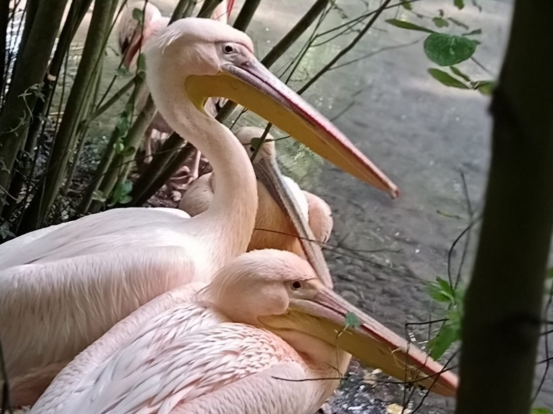Zoo d'Amiens Métropole-亚眠必去景点