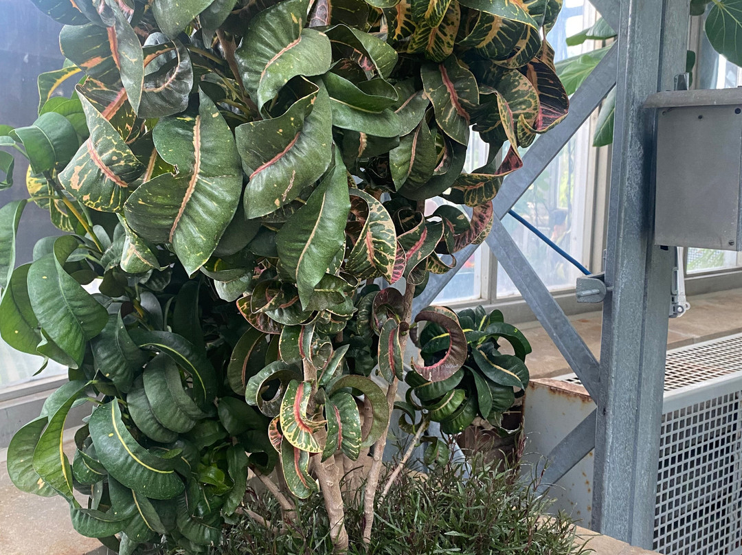 Anna Scripps Whitcomb Conservatory-底特律必去景点