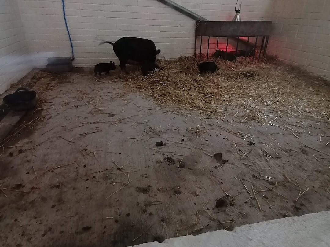 Greenmeadow Community Farm-Cwmbran必去景点