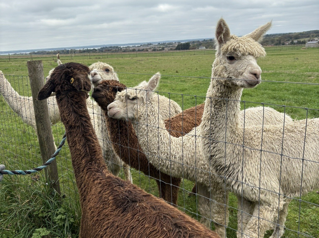 West Wight Alpacas-Wellow必去景点
