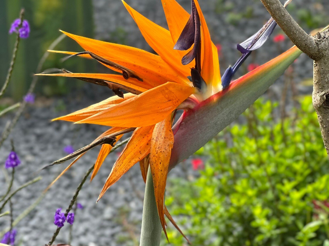 Voalá Mariposario Y Orquideario-Tinjaca必去景点