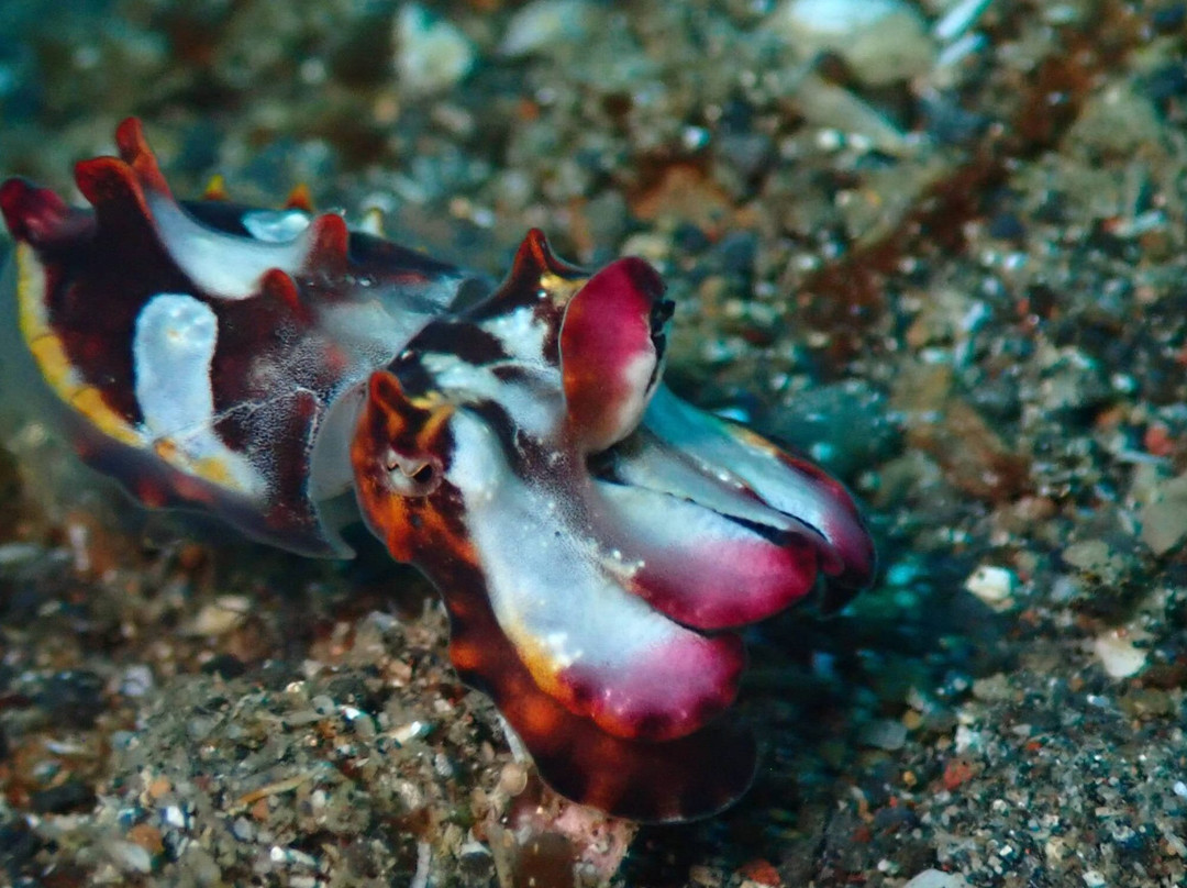 Thalassa Dive Resort Lembeh主图