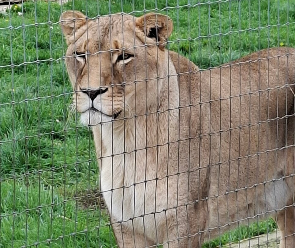 Wolds Wildlife Park-Horncastle必去景点