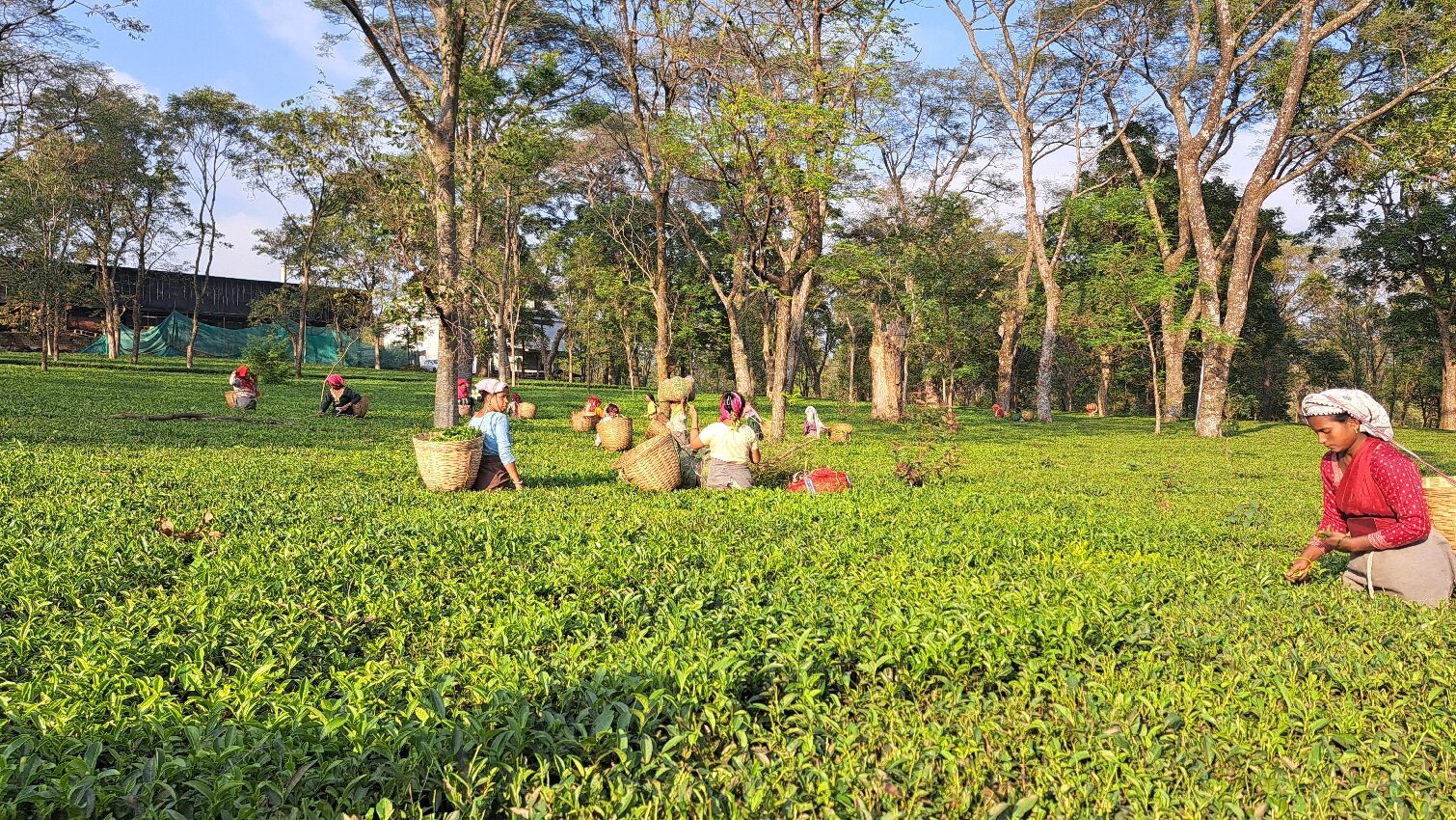 The Lodge at Wah, Palampur-官方