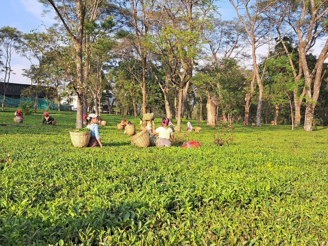 The Lodge at Wah, Palampur主图