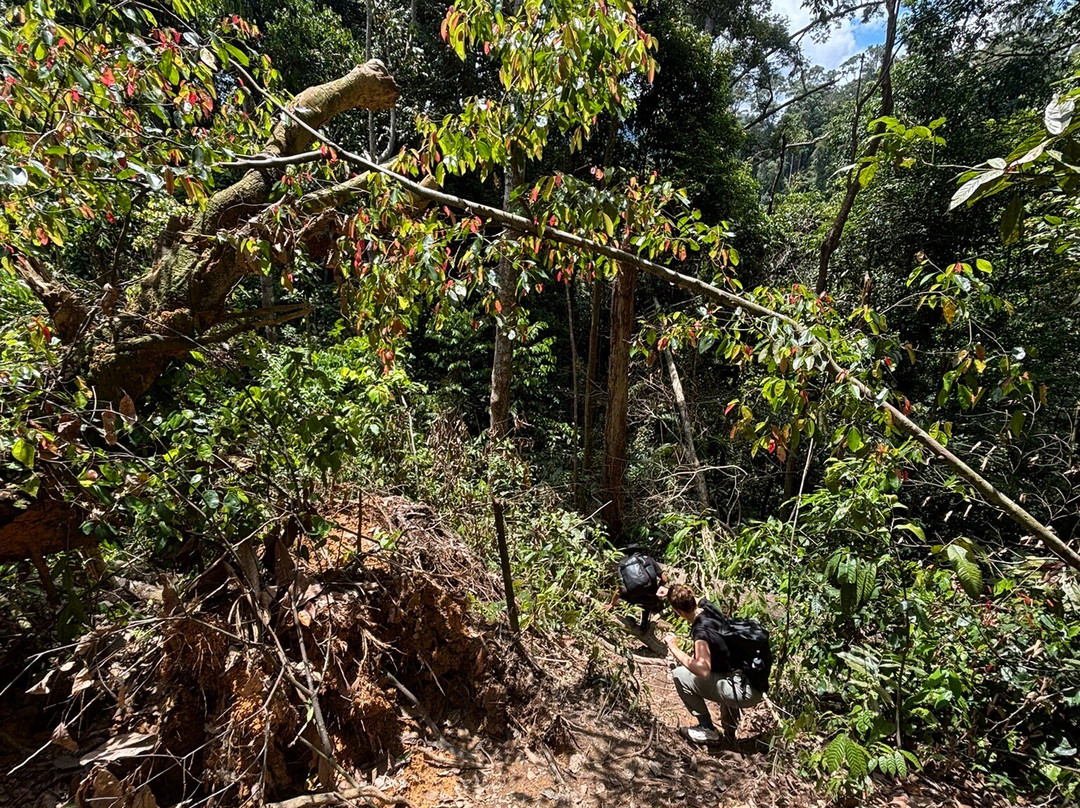 Sumatra Orangutan Explore-武吉拉旺必去景点