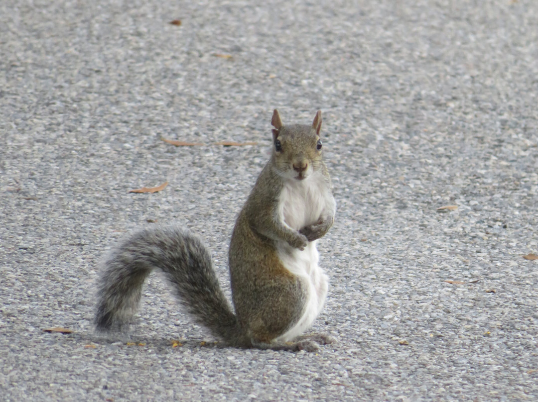 Lake Wailes Park-莱克威尔士必去景点