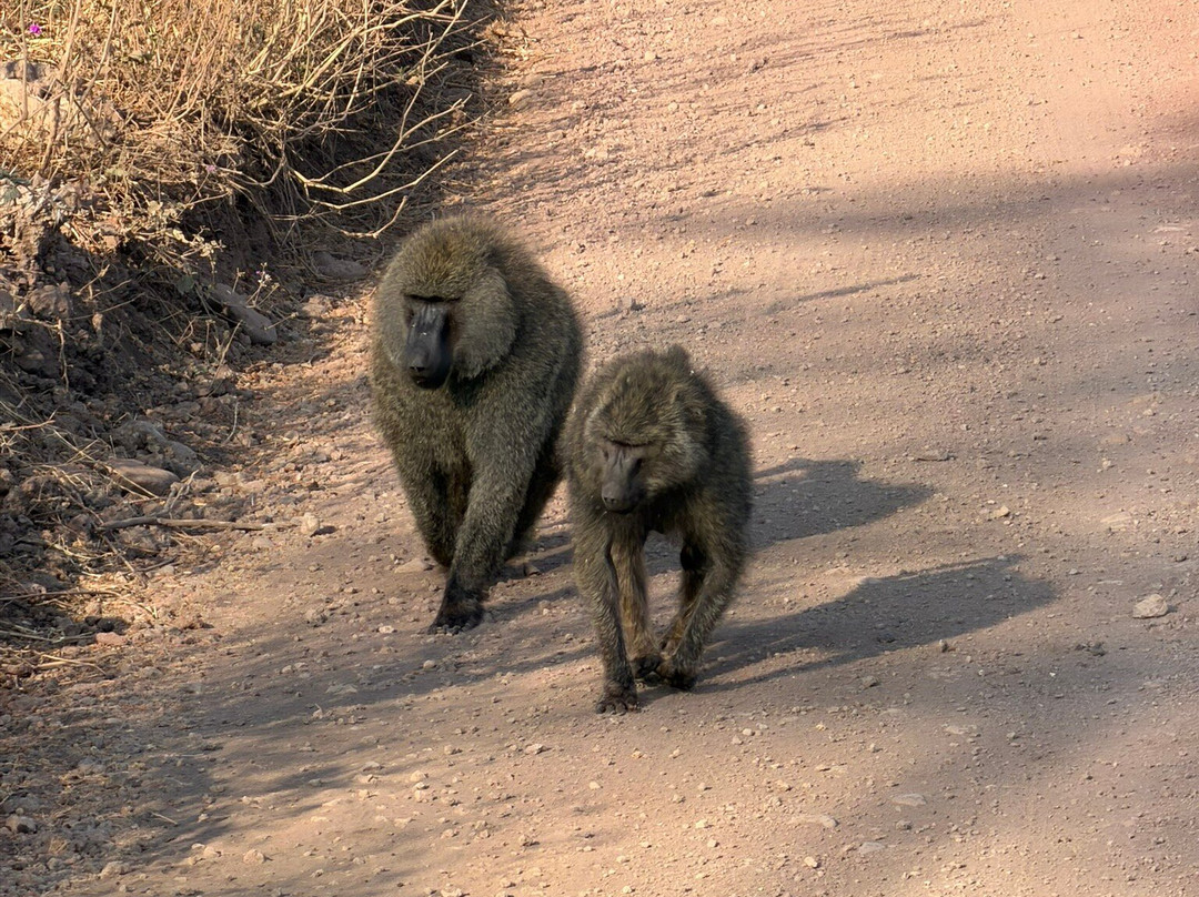 Unlimited Expeditions - The Soul Of Tanzania-阿鲁沙必去景点