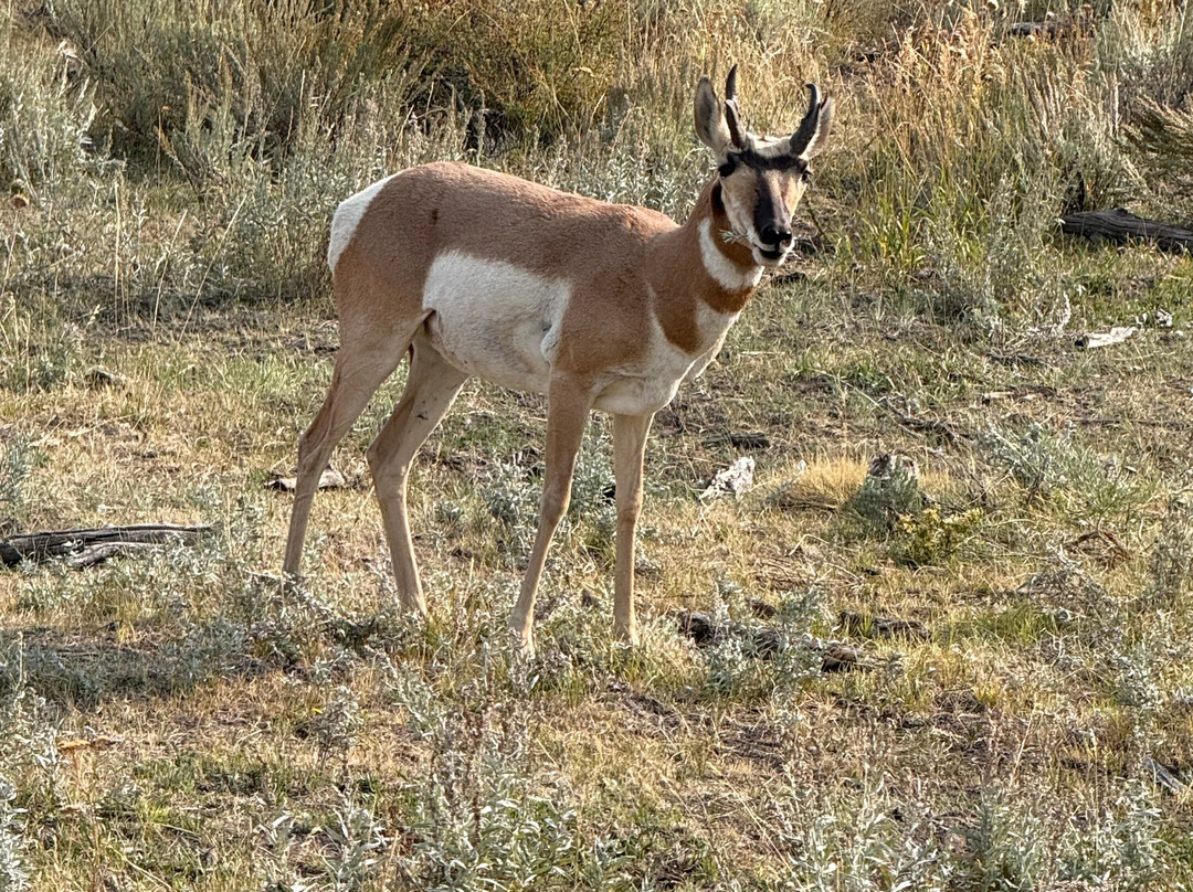 Buffalo Roam Tours - Day Tours-杰克逊必去景点