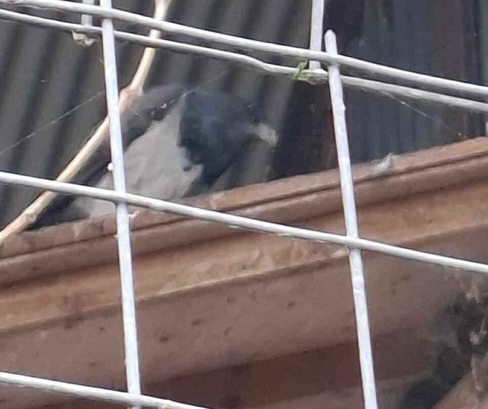 Cotswold Falconry Centre-莫顿因马什必去景点