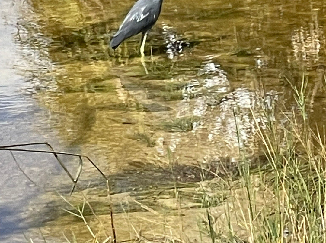 Wooten's Everglades Airboat Tour-奥乔皮必去景点