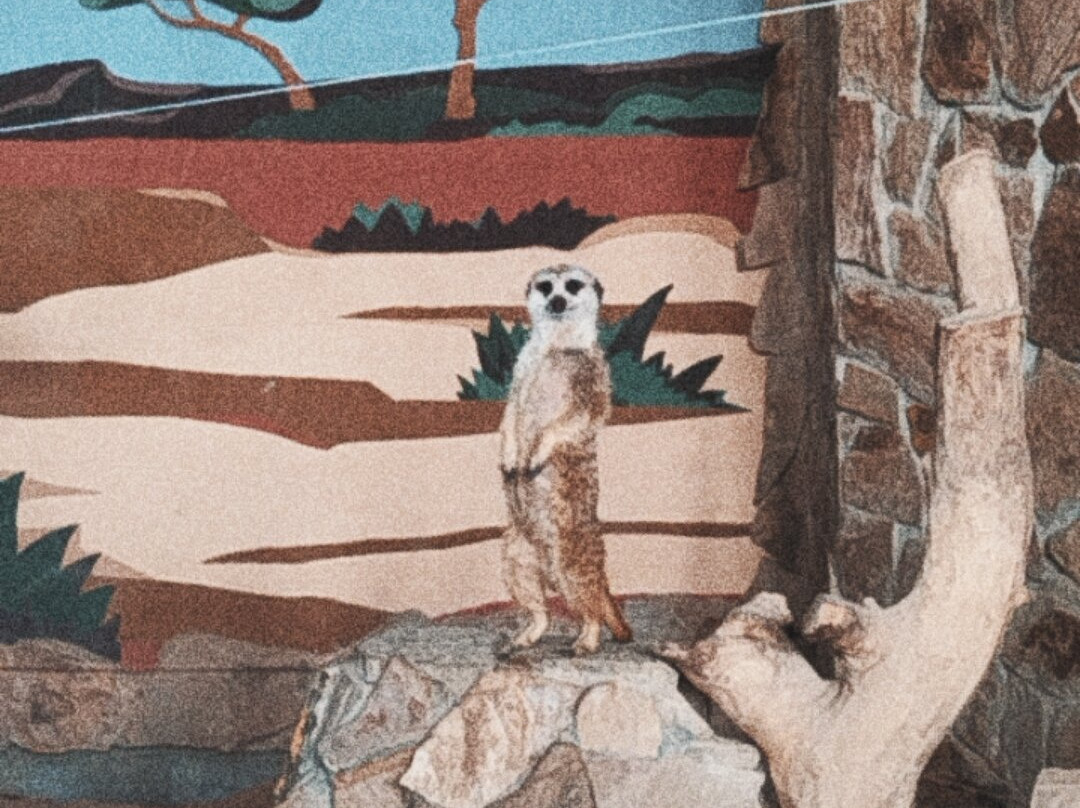 Kaliningrad Zoopark-加里宁格勒必去景点