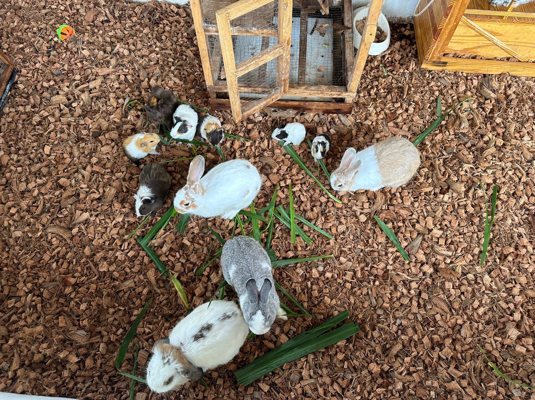 Capybara World Samui