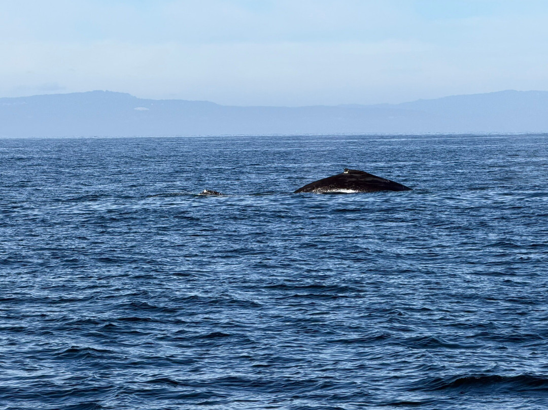 蒙特雷湾观鲸之旅-蒙特雷必去景点