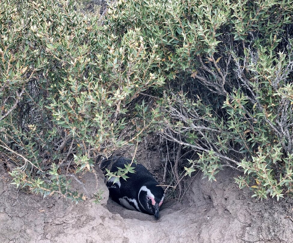 El Pedral-Punta Ninfas必去景点