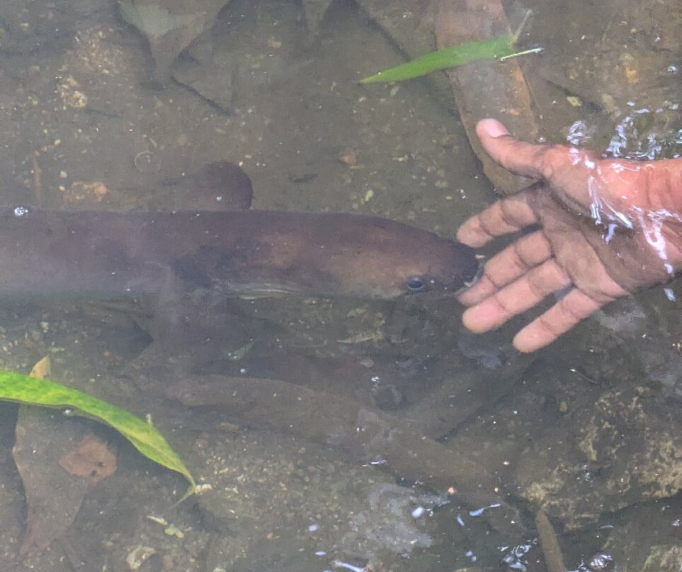 Fond Ferdinand-马埃大安塞区必去景点