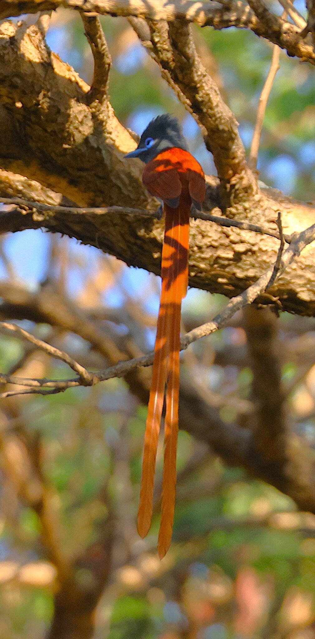 Kumbali Country Lodge-官方