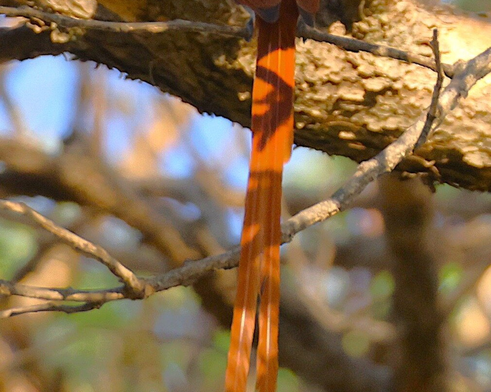 Kumbali Country Lodge主图