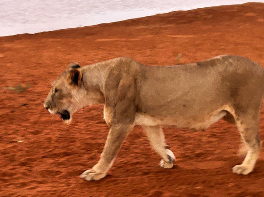 Giacomo Salento Safari Kenya-瓦塔木必去景点