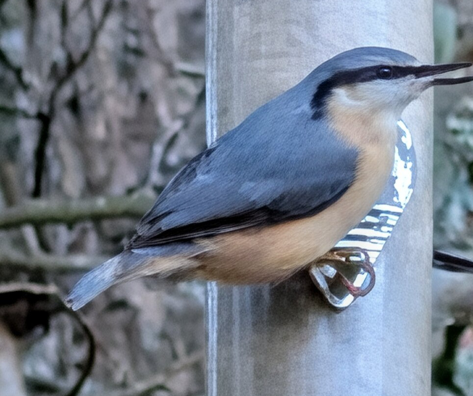 Nature Nuts-Blairgowrie必去景点