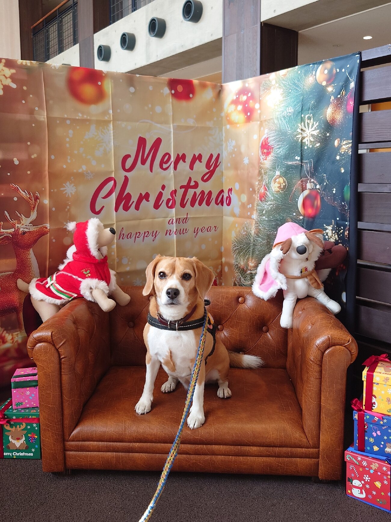 Wan's Land Kanagawa Miura Kaigan-官方