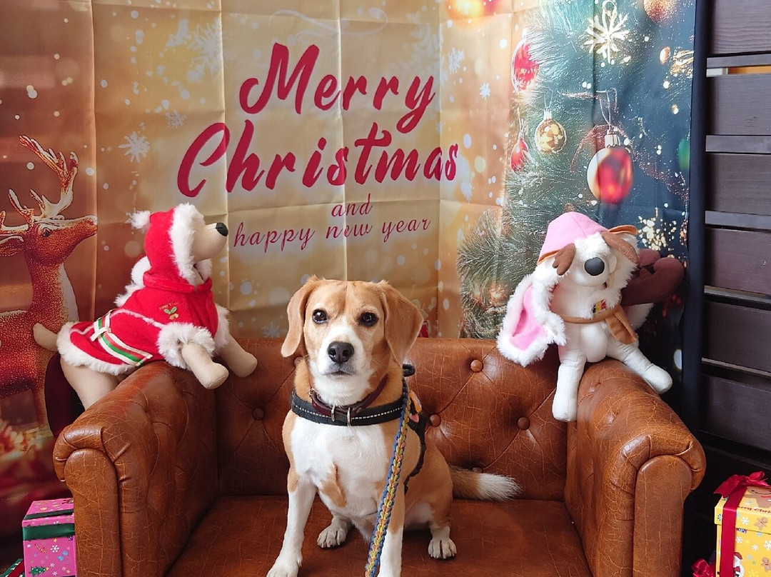 Wan's Land Kanagawa Miura Kaigan主图