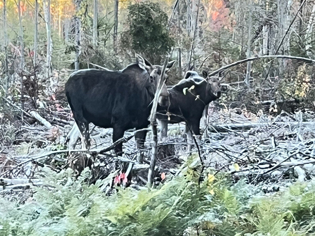 Young's Guide Service-Greenville必去景点