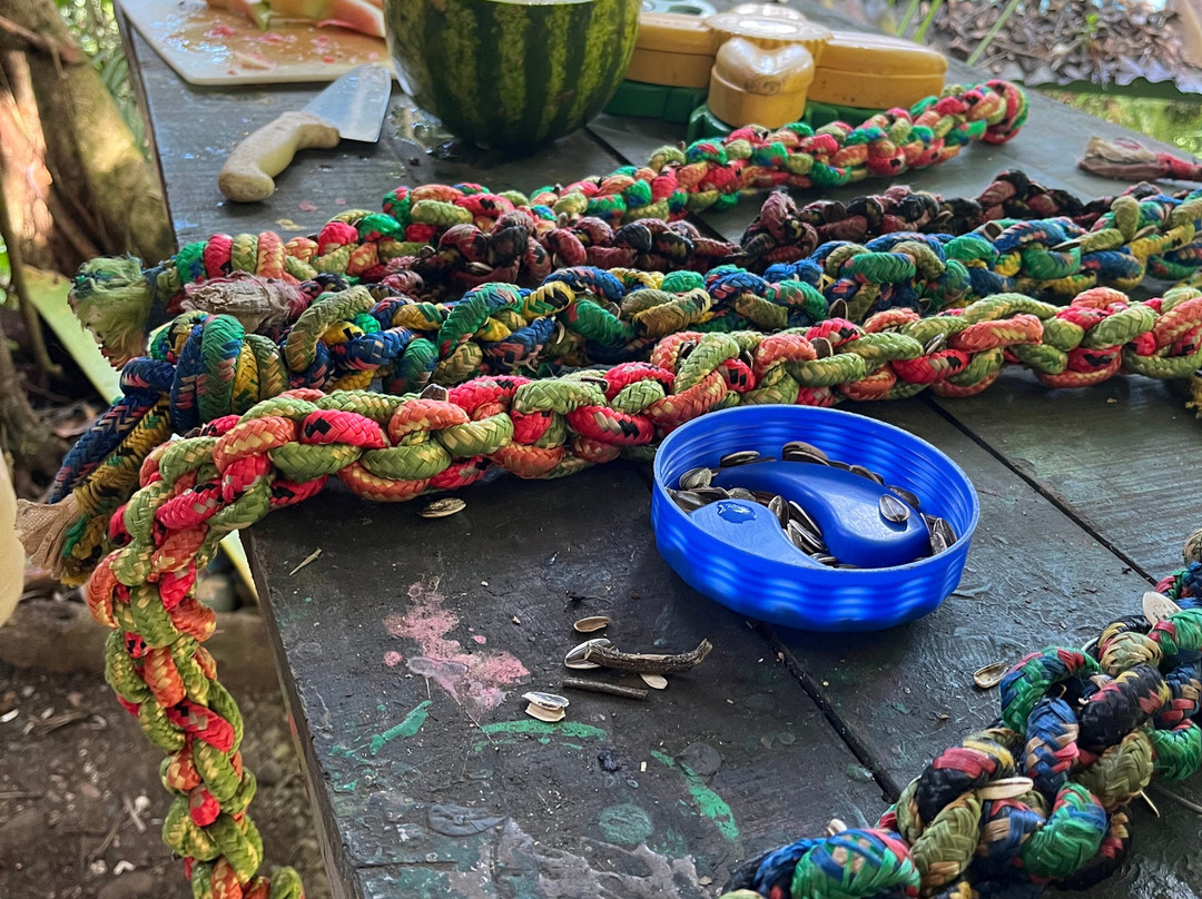 Kids Saving the Rainforest-克波斯必去景点