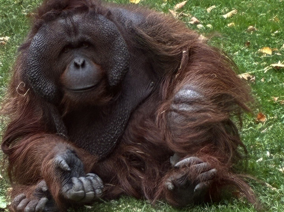 俄勒冈动物园-波特兰必去景点