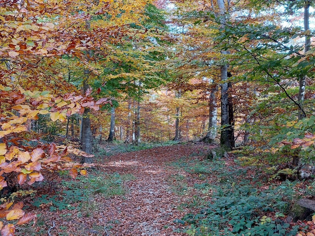 Malga Verde-Conco必去景点
