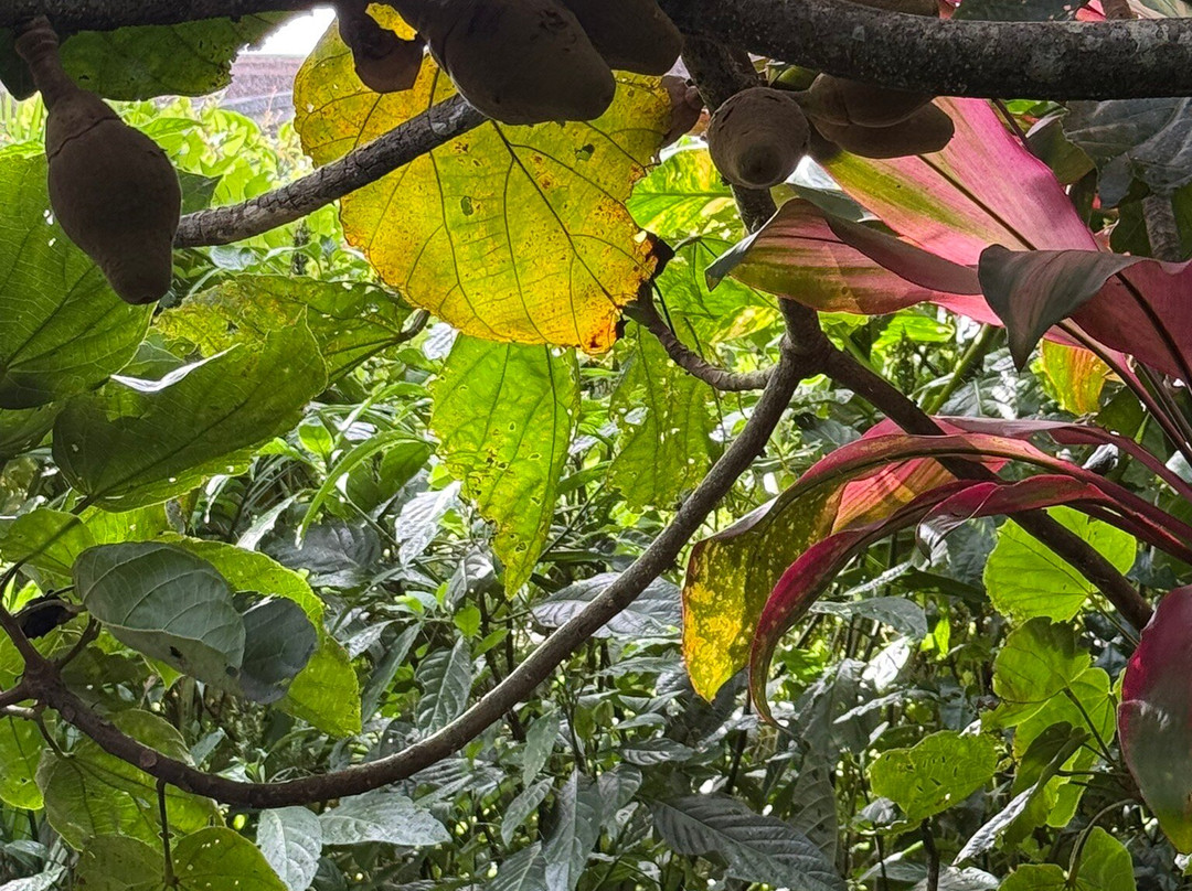 Monteverde Orchid Garden-圣埃伦娜必去景点