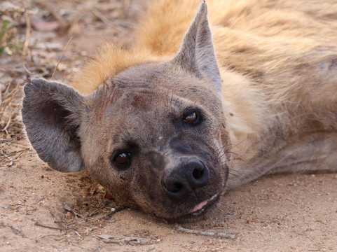 Wildpride Adventures-霍德斯普鲁特必去景点