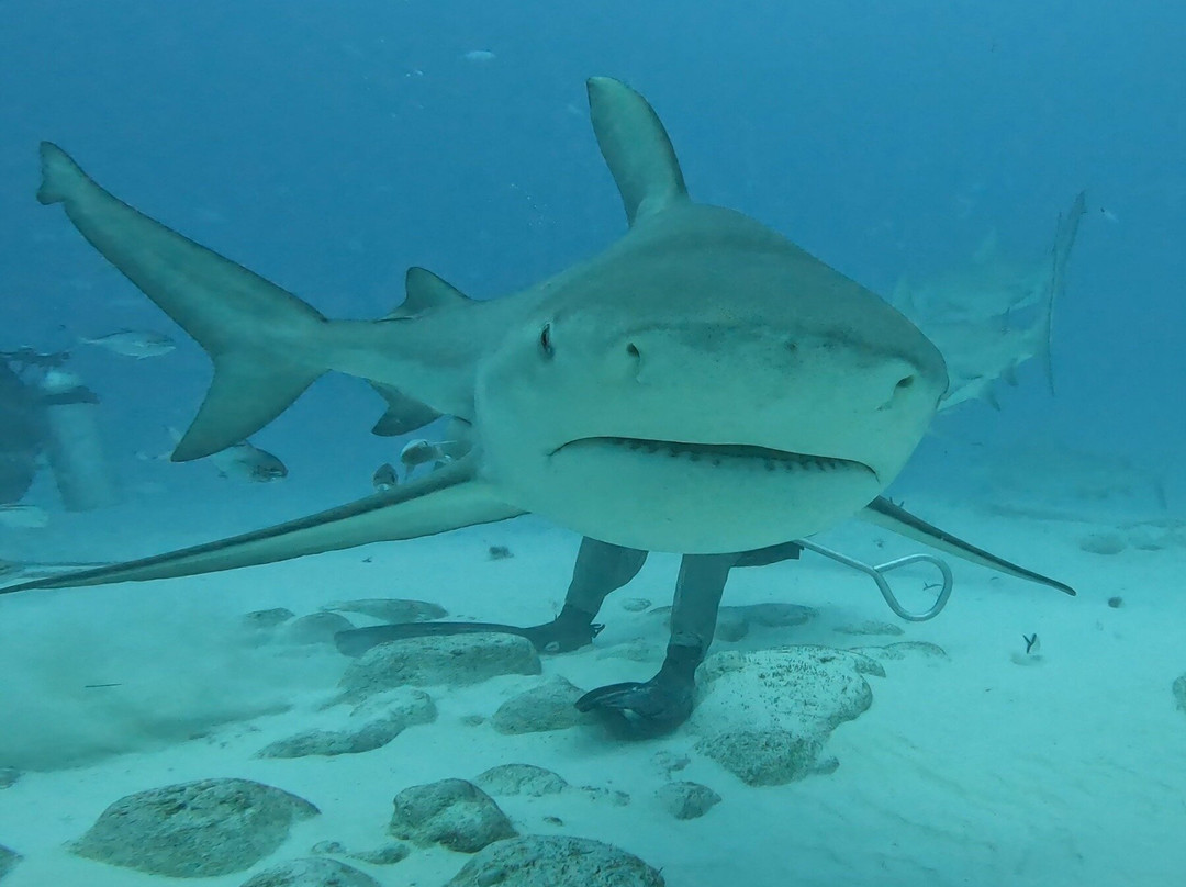 Divers Society-Saronida必去景点