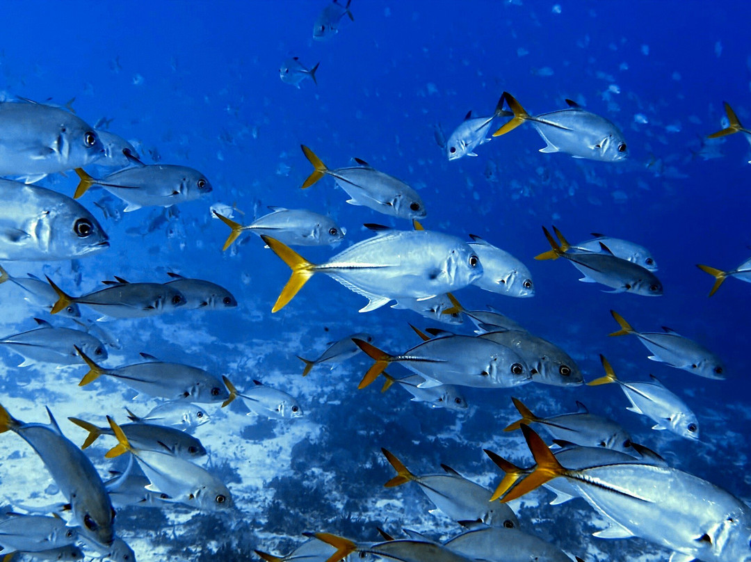 Dressel Divers Playa Del Carmen-普拉亚德尔卡曼必去景点