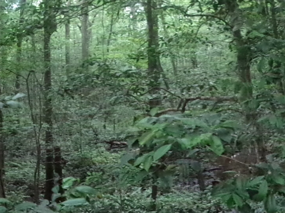 Congaree National Park-Hopkins必去景点