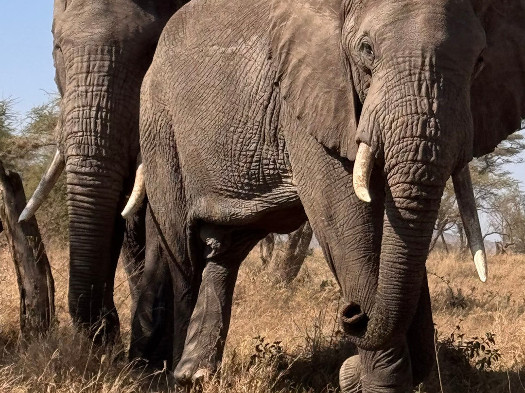 Altezza Travel-莫西必去景点