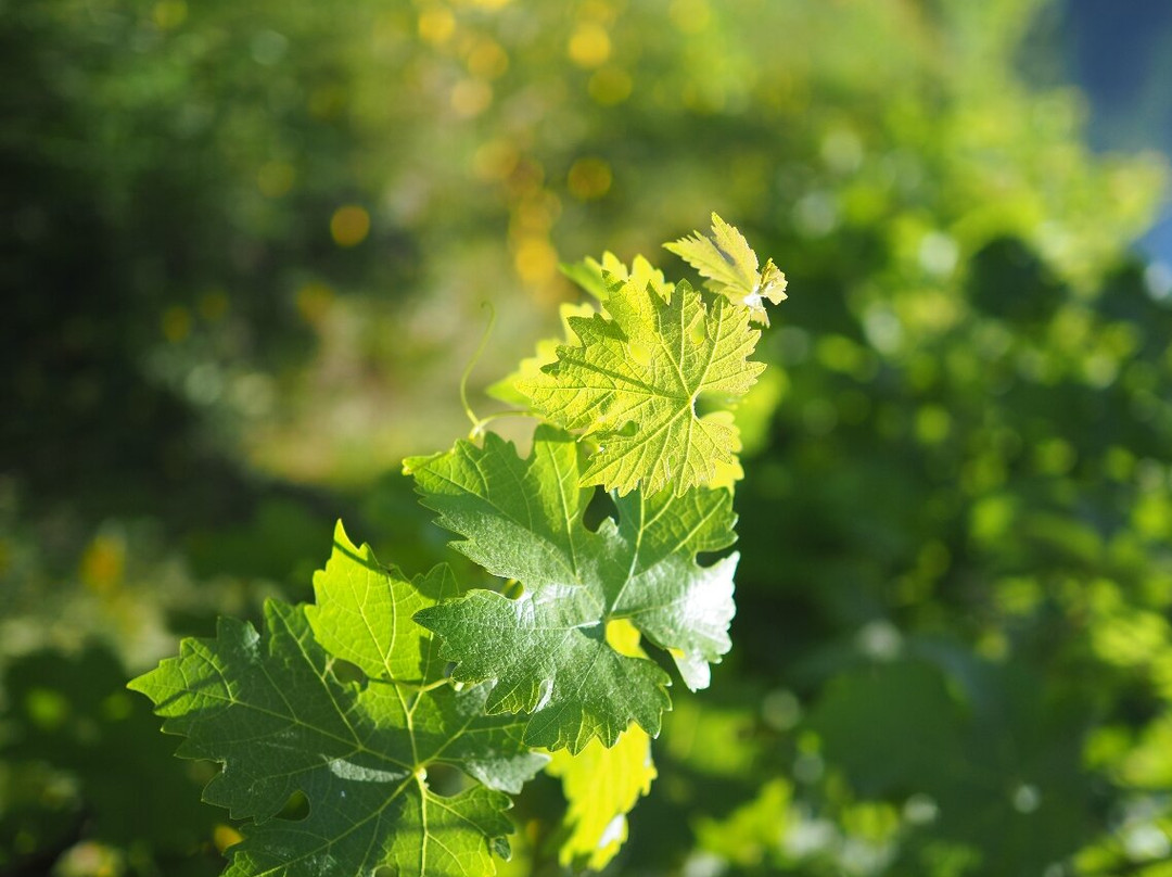 Viña Neyen de Apalta-圣克鲁斯必去景点