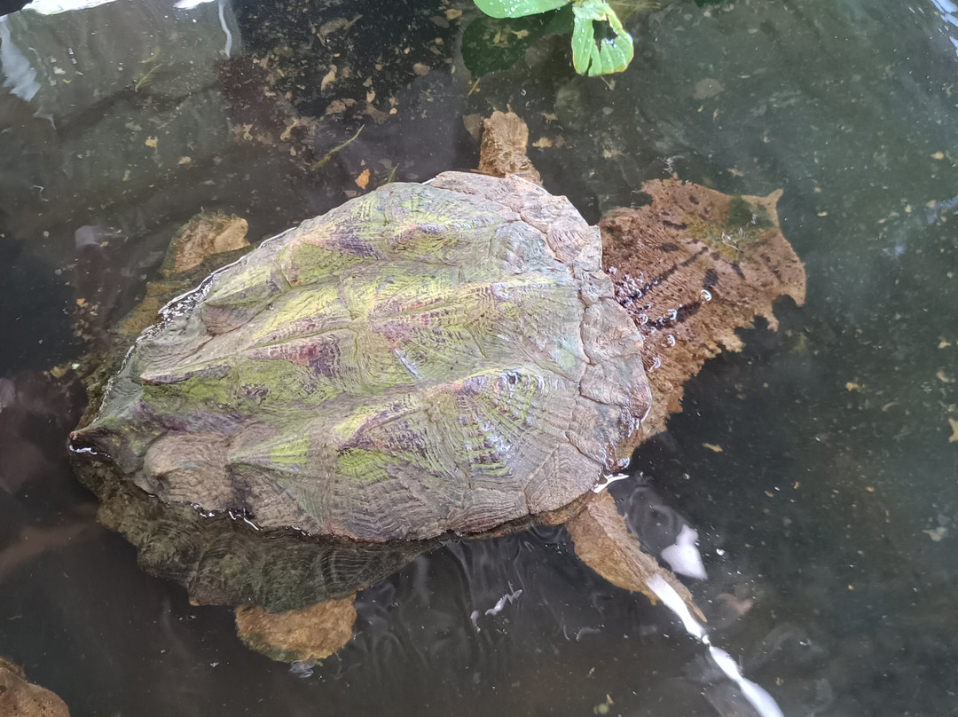 Johmer Expedition Tours-伊基托斯必去景点