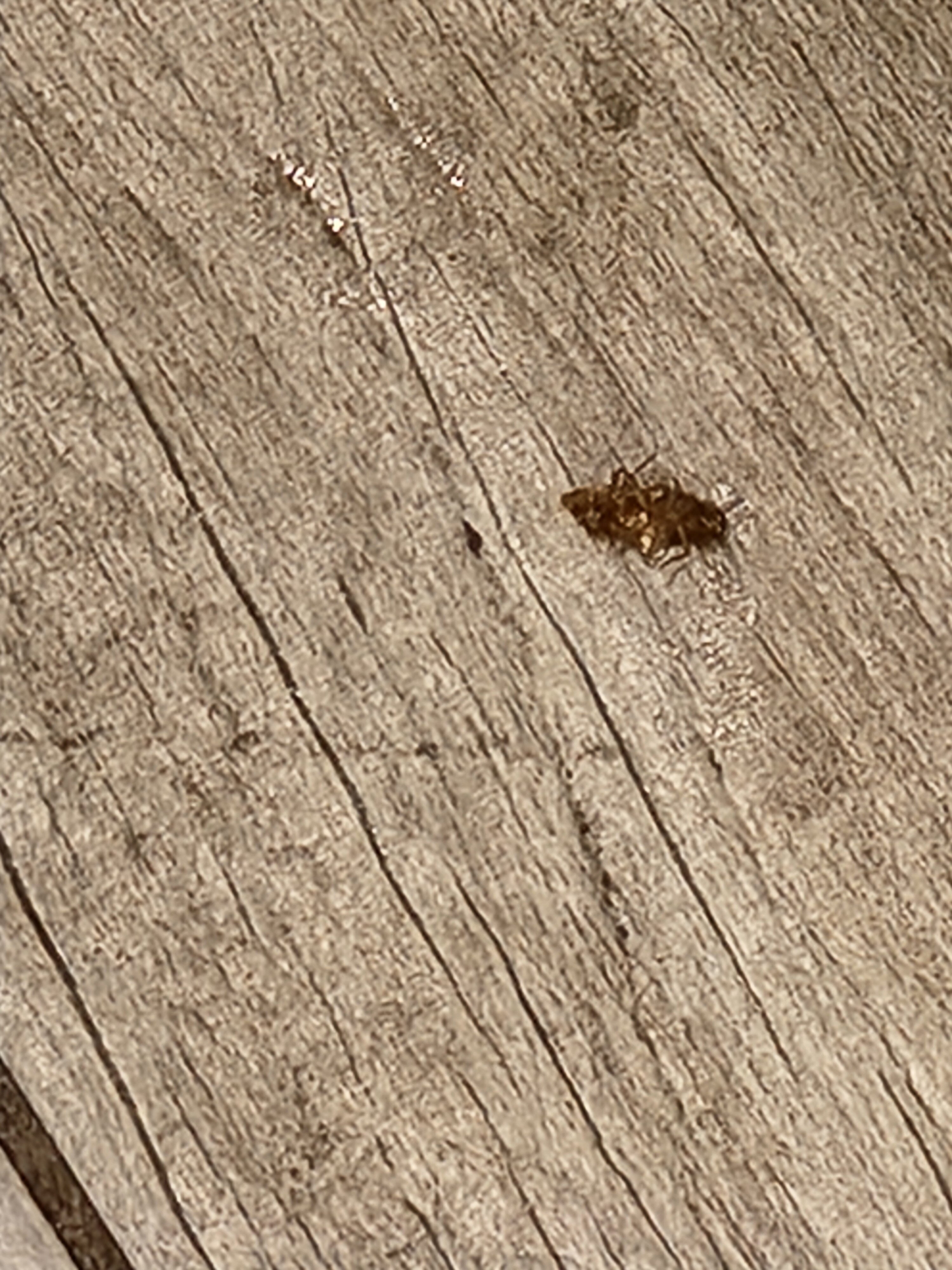 Homewood Suites By Hilton Teaneck Glenpointe-客卧